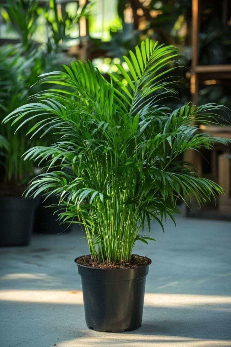 Areca Palm (Adike Mara/Butterfly Palm / Golden Cane Palm)